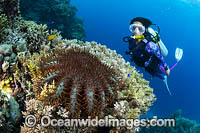Diver observing a Crown-of-thorns Starfish (Acanthaster planci), feeding on Coral. This sea star has sharp venomous spines. Great Barrier Reef, Queensland, Australia