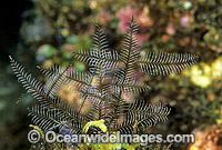 Stinging Hydroid (Macrorhynchia philippina). Also known as Fire Hydroid. Great Barrier Reef, Queensland, Australia