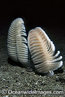 Sea Pen (Sarcoptilus grandis). Doubtful Sound, New Zealand