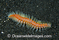 Bristle Worm (Chloeia sp.). Also known as Fire Worm. Bali, Indonesia