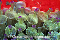 Bulb Tentacle Sea Anemone (Entacmaea quadricolor). Great Barrier Reef, Queensland, Australia