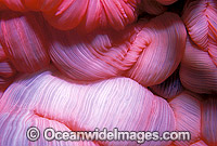 Close detail of the feeding mouth of a Sea Anemone (Heteractis magnifica). Great Barrier Reef, Queensland, Australia
