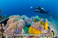 Underwater photographer exploring and photographing a tropical coral reef decorated with Sea Anemones at Christmas Island, Indian Ocean, Australia.