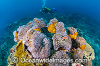 Underwater photographer exploring and photographing a tropical coral reef decorated with Sea Anemones at Christmas Island, Indian Ocean, Australia.