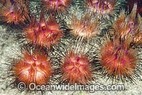 Fire Urchin (Astropyga radiata). Also known as Red Urchin and False Fire Urchin. Found throughout the Indo Pacific. Photo taken off Anilao, Philippines. Within the Coral Triangle.