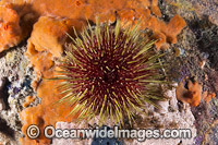 Sea Urchin (Heliocidaris erythrogramma). Found on sheltered and exposed reefs throughout southern Australia, from Shark Bay, WA, to southern Qld, including Tas. Photo taken Port Phillip Bay, Vic, Australia.