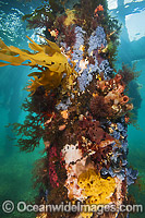 Exquisitely coloured sponges, tunicates, tube worms and algas attached to the timber pylons or pillars of Flinders pier or jetty. Western Port Bay, Victoria, Australia.