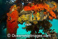 Colourful sea sponges and sea weeds decorate the pylons and cross beams under Blairgowrie Jetty. Port Phillip Bay, Mornington Peninsula, Victoria, Australia.