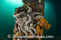 Eleven-arm Sea Star (Coscinasterias muricata), amongst colourful sea sponges and tunicates or asidians attached to a timber pylon beneath Edithburgh jetty, situated on the York Peninsula, South Australia, Australia.