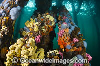 Colourful Sea Sponges and Tunicates or Asidians, attached to the timber pylons beneath Edithburgh jetty, situated on the York Peninsula, South Australia, Australia.