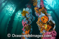 Colourful Sea Sponges and Tunicates or Asidians, attached to the timber pylons beneath Edithburgh jetty, situated on the York Peninsula, South Australia, Australia.