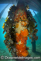 Exquisitely coloured sponges and algas attached to a pylon beneath Blairgowrie Pier, Port Phillip Bay, Mornington Peninsula, Victoria, Australia.