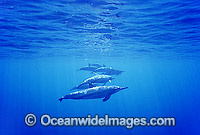Pod of Spinner Dolphin (Stenella longirostris). Also known as Long-Snouted Spinner Dolphin. Coral Sea, Queensland, Australia