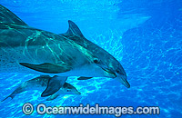 Indo-Pacific Bottlenose Dolphin (Tursiops aduncas) - mother and companion with 6 week old calf. Coastal New South Wales, Australia