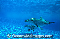Indo-Pacific Bottlenose Dolphin (Tursiops aduncas) - pair. Coastal New South Wales, Australia