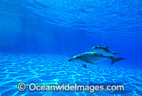 Indo-Pacific Bottlenose Dolphin (Tursiops aduncas) - mother with 6 week old calf. Coastal New South Wales, Australia