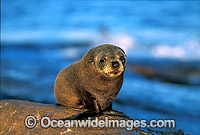 New Zealand Fur Seal (Arctocephalus forsteri) - pup. Neptune Islands, South Australia. Listed as Low Risk on the IUCN Red List.