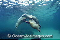 Australian Sea Lions (Neophoca cinerea). Hopkins Island, South Australia. Classified Endangered on the IUCN Red List.