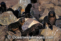 New Zealand Fur Seals (Arctocephalus forsteri) - pups. Neptune Islands, South Australia