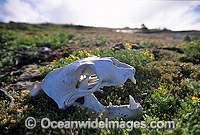 Australian Sea Lion (Neophoca cinerea) - skeletal remains. Anvil Island, Recherche Archipelago Nature Reserve, Esperance, Western Australia. Classified as Endangered on the IUCN Red List.
