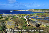 Australian Sea Lion (Neophoca cinerea) - cow. Anvil Island, Recherche Archipelago Nature Reserve, Esperance, Western Australia. Classified as Endangered on the IUCN Red List.