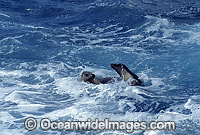 Australian Sea Lions (Neophoca cinerea). Neptune Islands, South Australia. Classified as Endangered on the IUCN Red List.