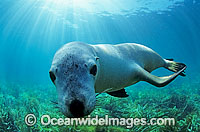 Australian Sea Lion (Neophoca cinerea). Hopkins Island, South Australia. Classified Endangered on the IUCN Red List.