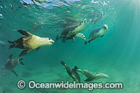 Australian Sea Lion (Neophoca cinerea), bull swimming with females. Found from Houtman Abrolhos, Western Australia, to Kangaroo Island, South Australia. Photo taken at Hopkins Island, South Australia. Classified Endangered on the IUCN Red List.