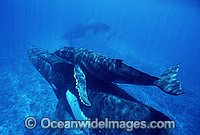 Humpback Whale (Megaptera novaeangliae) - mother and calf underwater with escort in background. Found throughout the world's oceans in both tropical and polar areas, depending on the season. Classified as Vulnerable on the 2000 IUCN Red List.