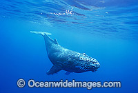 Humpback Whale (Megaptera novaeangliae) - calf underwater. Found throughout the world's oceans in both tropical and polar areas, depending on the season. Classified Vulnerable on the 2000 IUCN Red List.