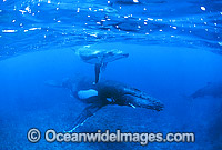 Humpback Whale (Megaptera novaeangliae) - mother and calf underwater with escort in background. Found throughout the world's oceans in both tropical and polar areas, depending on the season. Classified as Vulnerable on the 2000 IUCN Red List.