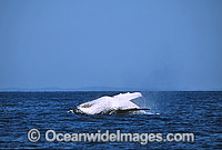Humpback Whale (Megaptera novaeangliae) - mother and calf breaching on surface. Hervey Bay, Queensland, Australia. Classified as Vulnerable on the IUCN Red List. Sequence: 1c