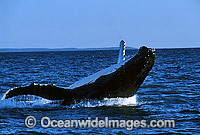 Humpback Whale (Megaptera novaeangliae) - breaching on surface. Hervey Bay, Queensland, Australia. Classified as Vulnerable on the IUCN Red List. Sequence: 7b