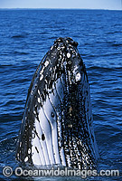 Humpback Whale (Megaptera novaeangliae) - spy hopping on surface showing tubercles on head area. Hervey Bay, Queensland, Australia. Classified as Vulnerable on the 2000 IUCN Red List.