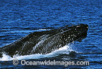 Humpback Whale (Megaptera novaeangliae) - head lunging on surface. Hervey Bay, Queensland, Australia. Classified as Vulnerable on the 2000 IUCN Red List.