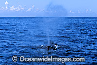 Humpback Whale (Megaptera novaeangliae) - on surface expelling air from blowhole. Hervey Bay, Queensland, Australia. Classified as Vulnerable on the 2000 IUCN Red List.