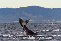 Humpback Whale (Megaptera novaeangliae), showing tail fluke on surface. Coffs Harbour, New South Wales, Australia. Classified as Vulnerable on the IUCN Red List.
