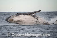 Humpback Whale (Megaptera novaeangliae), breaching on surface. Coffs Harbour, New South Wales, Australia. Classified as Vulnerable on the IUCN Red List. Sequence: 11c