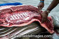 Torres Strait Islanders butcher a Dugong (Dugong dugon), captured legally under traditional hunting rights, to help feed island community. Torres Strait, Northern Australia
