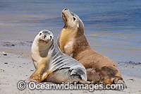 Australian Sea Lions (Neophoca cinerea), bull resting on the beach with a female. Photo taken at Hopkins Island, situated off Eyre Peninsula, South Australia, Australia. Classified Endangered on the IUCN Red List.