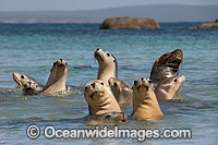Australian Sea Lions (Neophoca cinerea), bull in the shallows of Hopkins Island with females. Situated off Eyre Peninsula, South Australia, Australia. Classified Endangered on the IUCN Red List.