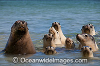 Australian Sea Lions (Neophoca cinerea), bull in the shallows of Hopkins Island with females. Situated off Eyre Peninsula, South Australia, Australia. Classified Endangered on the IUCN Red List.
