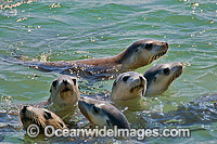 Australian Sea Lions (Neophoca cinerea), in the shallows of Hopkins Island. Situated off Eyre Peninsula, South Australia, Australia. Classified Endangered on the IUCN Red List.