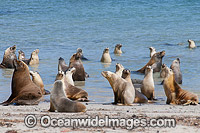 Australian Sea Lions (Neophoca cinerea), bulls in the shallows of Hopkins Island with females. Situated off Eyre Peninsula, South Australia, Australia. Classified Endangered on the IUCN Red List.