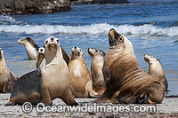 Australian Sea Lions (Neophoca cinerea), bull on beach with females. Photo taken at Hopkins Island, situated off Eyre Peninsula, South Australia, Australia. Classified Endangered on the IUCN Red List.