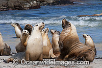 Australian Sea Lions (Neophoca cinerea), bulls on beach with females. Photo taken at Hopkins Island, situated off Eyre Peninsula, South Australia, Australia. Classified Endangered on the IUCN Red List.