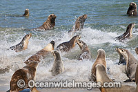 Australian Sea Lions (Neophoca cinerea), bulls entering the sea with females. Photo taken at Hopkins Island, situated off Eyre Peninsula, South Australia, Australia. Classified Endangered on the IUCN Red List.