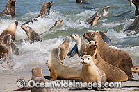Australian Sea Lions (Neophoca cinerea), bulls entering the sea with females. Photo taken at Hopkins Island, situated off Eyre Peninsula, South Australia, Australia. Classified Endangered on the IUCN Red List.
