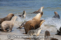 Australian Sea Lions (Neophoca cinerea), bulls entering the ocean with females. Photo taken at Hopkins Island, situated off Eyre Peninsula, South Australia, Australia. Classified Endangered on the IUCN Red List.