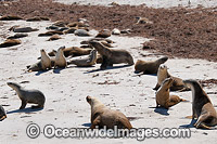 Australian Sea Lions (Neophoca cinerea), bulls resting on a beach with females. Photo taken at Hopkins Island, situated off Eyre Peninsula, South Australia, Australia. Classified Endangered on the IUCN Red List.